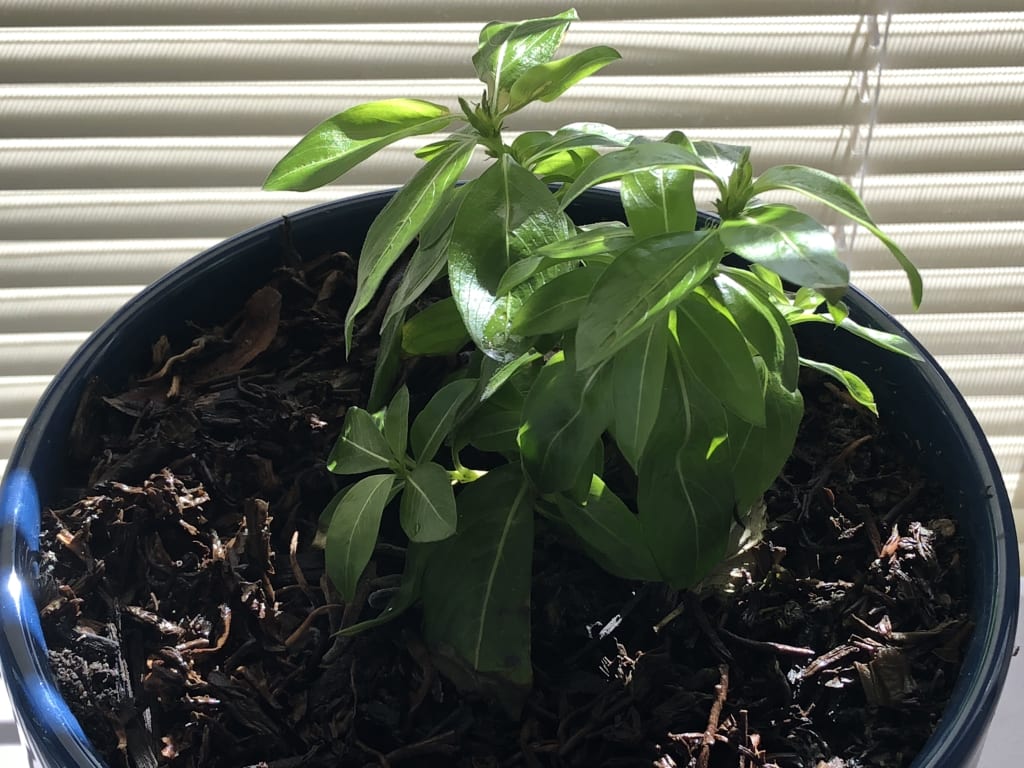 This Just In: Tea Leaves Are Great for House Plants! This Just In: Tea Leaves Are Great for House Plants!