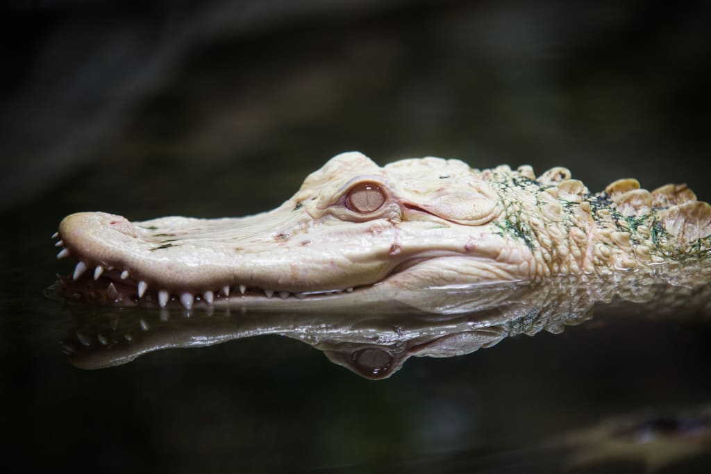 Alligator! Alligator!