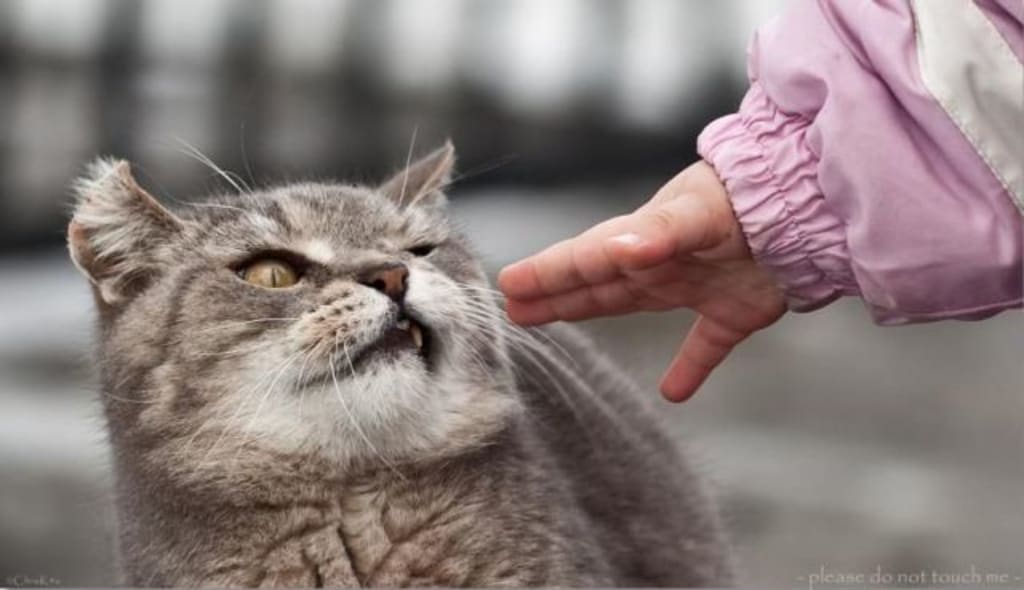 10 Things All Veterinary Technicians Wish You Wouldn't Do 10 Things All Veterinary Technicians Wish You Wouldn't Do