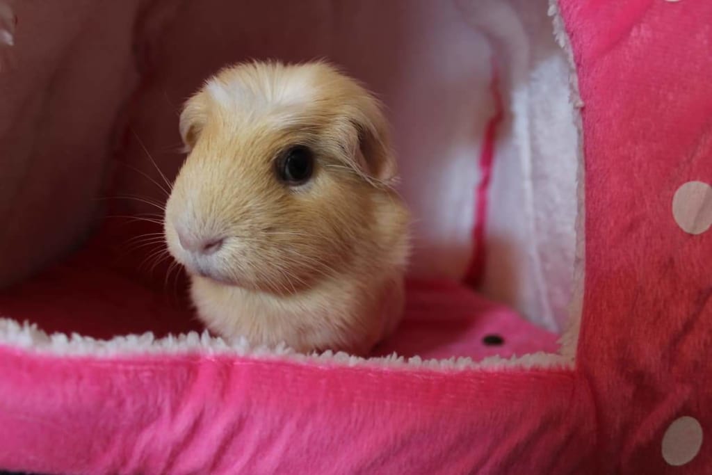 what to do with a new guinea pig