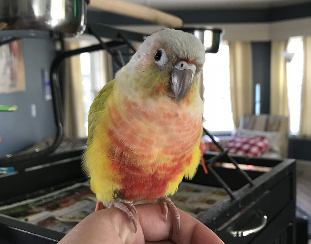 5 Tips on Bonding with Your Bird 5 Tips on Bonding with Your Bird