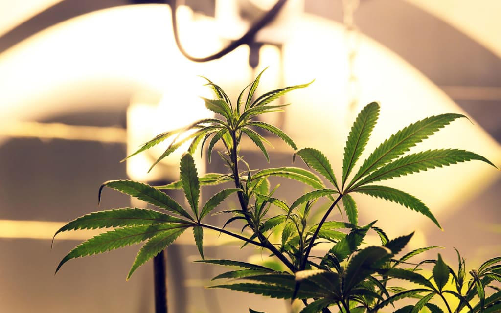 Indoor Marijuana Growing Advice Indoor Marijuana Growing Advice