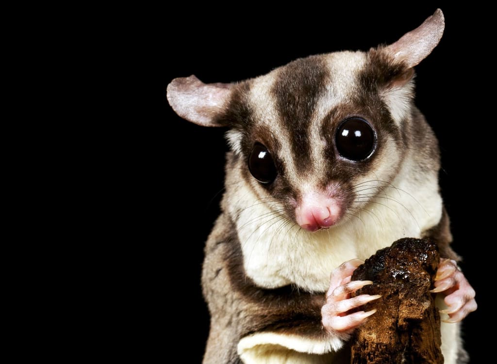 Exotic Pets: What is a Sugar Glider?