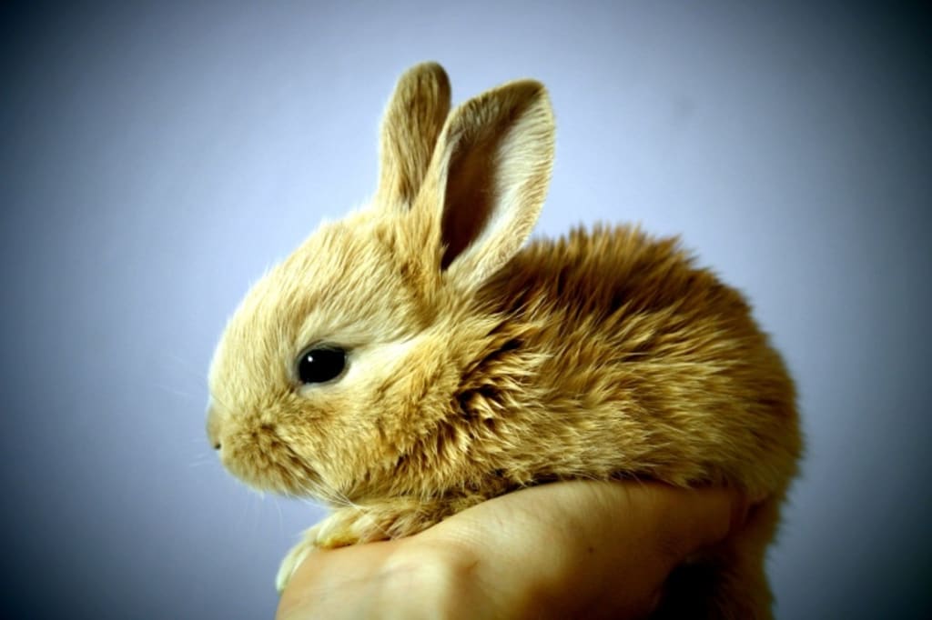 best type of rabbit for a pet