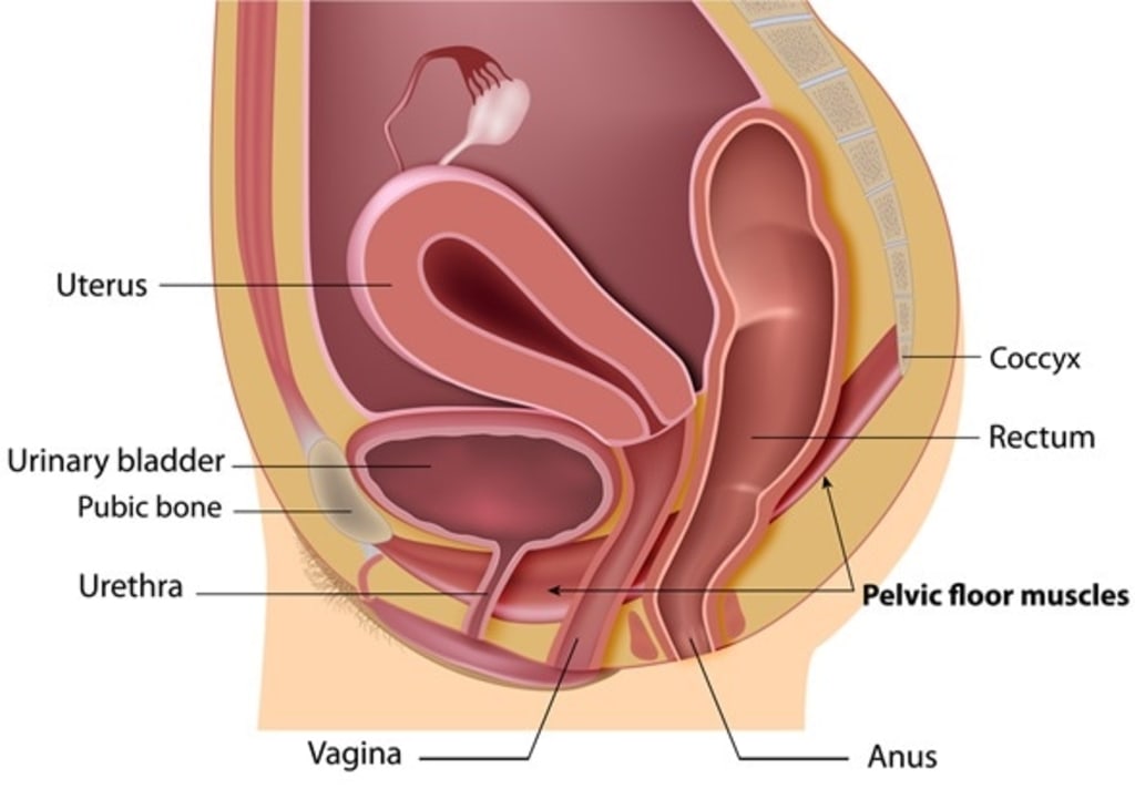 What Is The Pelvic Floor