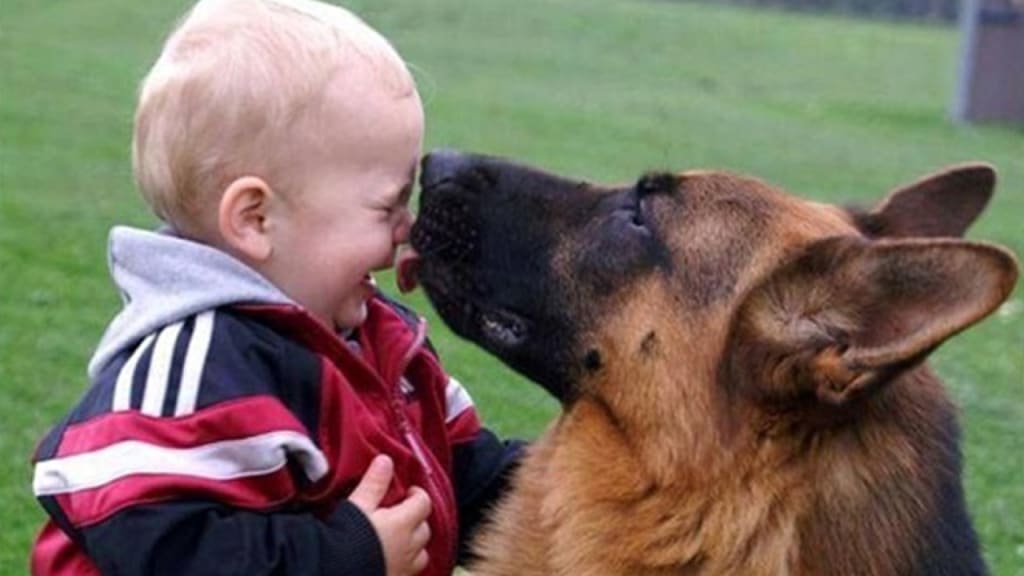 Pets and Babies Pets and Babies