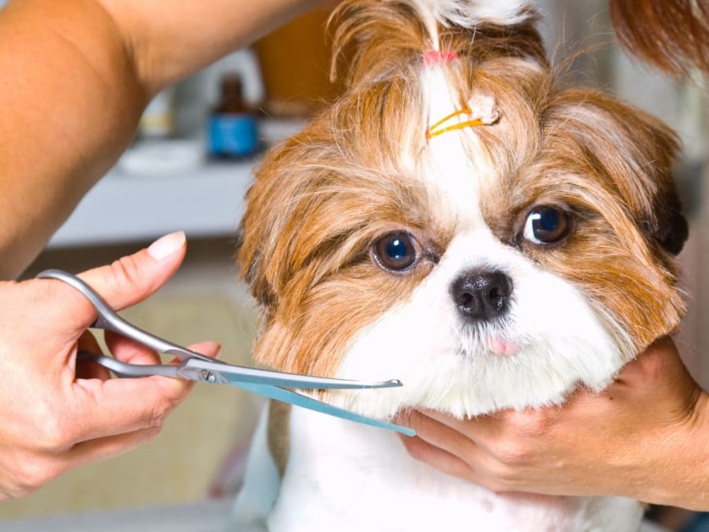 Grooming Your Small Dog at Home! | Petlife