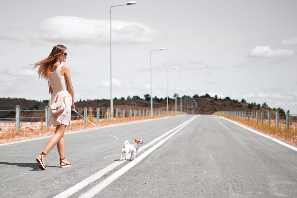 Best Leashes for Every Sized Dog Best Leashes for Every Sized Dog