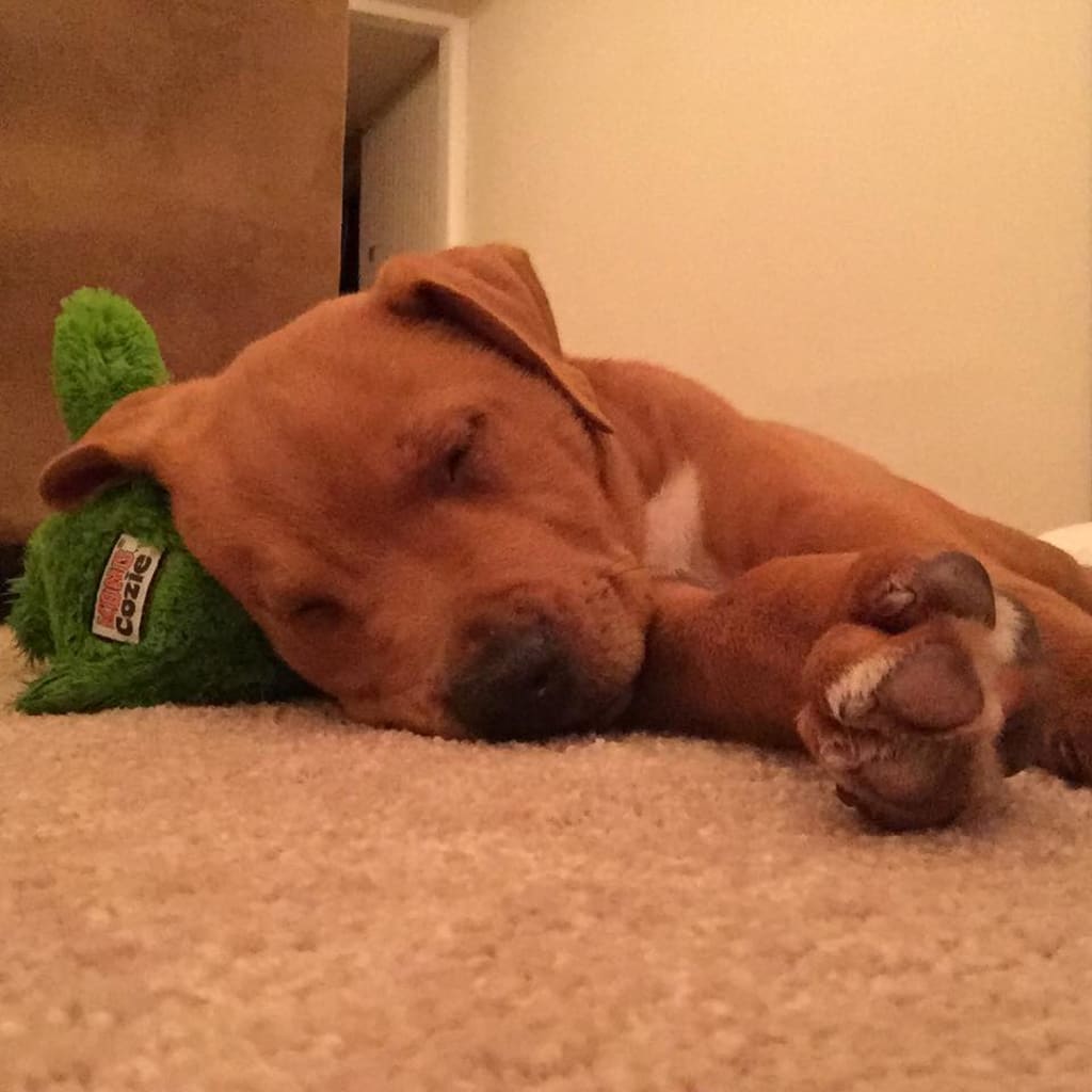 Puppy Parent: What They Didn't Tell You About Bringing Home a Puppy Puppy Parent: What They Didn't Tell You About Bringing Home a Puppy