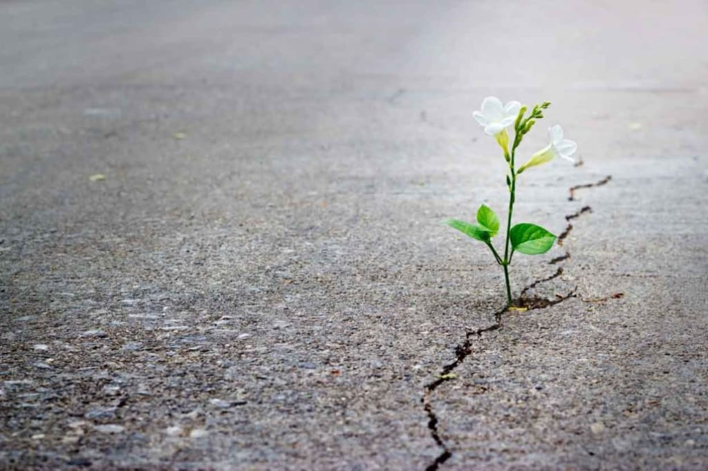 My Hope My Hope