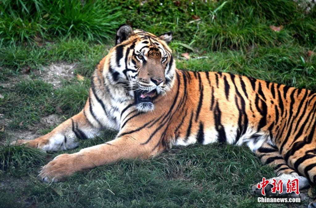South Chinese Tiger South Chinese Tiger