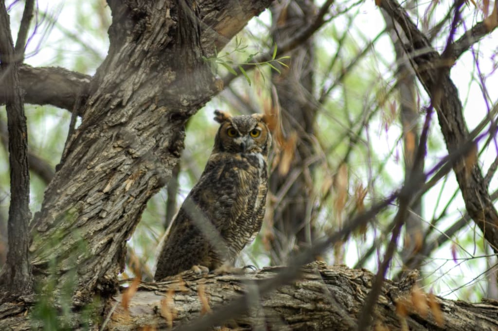 Why You Should Take Up Birding Why You Should Take Up Birding