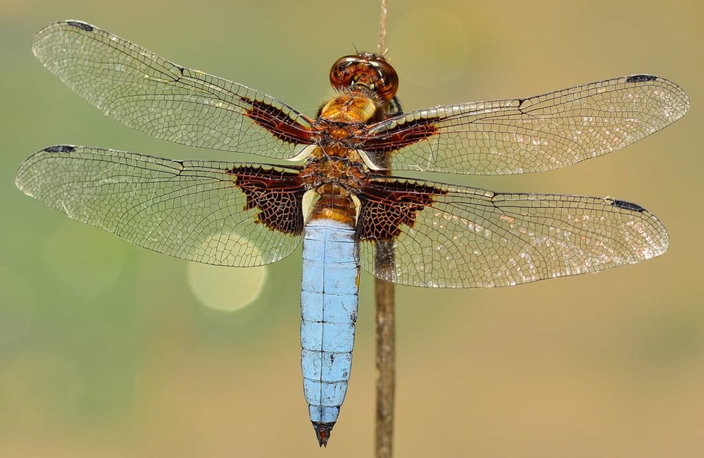 Dragonfly Sonnet Dragonfly Sonnet