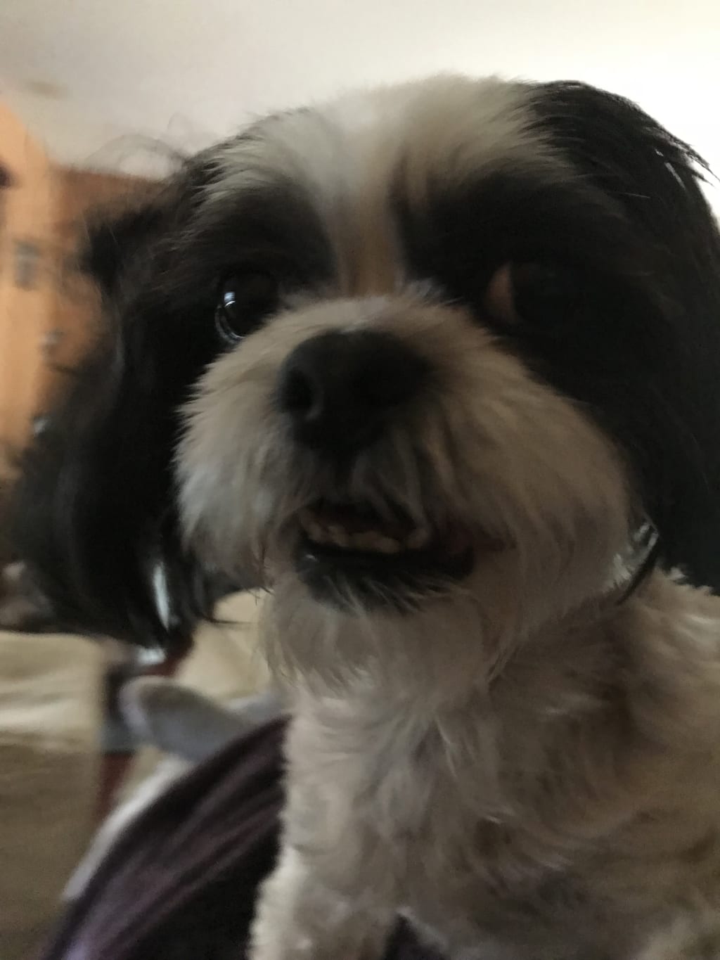 My Dog Day Afternoon (Literally) My Dog Day Afternoon (Literally)