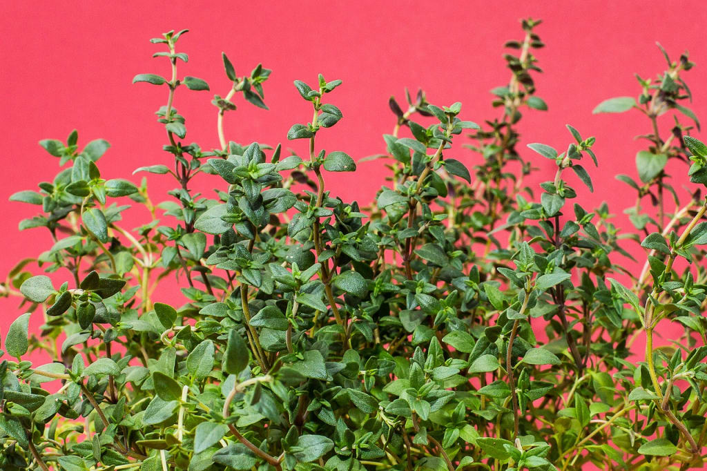 Thyme for the Truth Thyme for the Truth