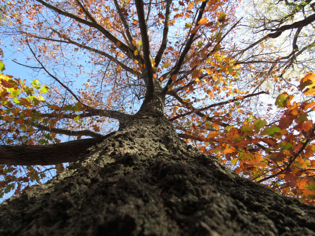 Manifesting Autumn Within Ourselves Manifesting Autumn Within Ourselves