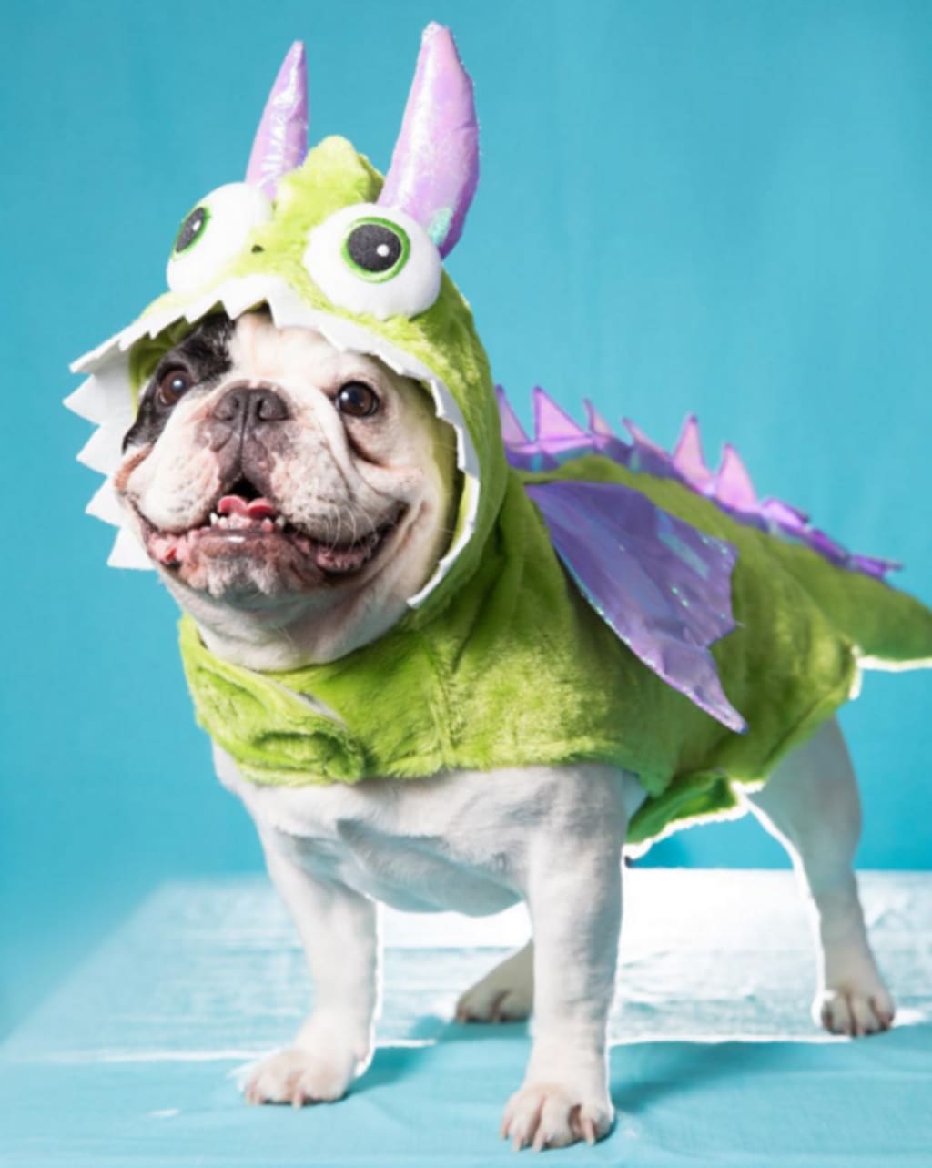 15 Dog Instagrams You Need in Your Life 15 Dog Instagrams You Need in Your Life