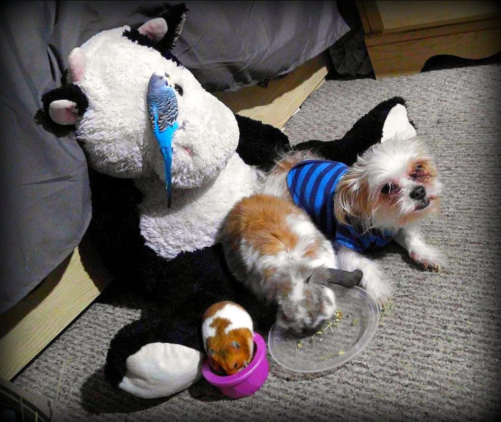 Furry and Feathery Children Furry and Feathery Children