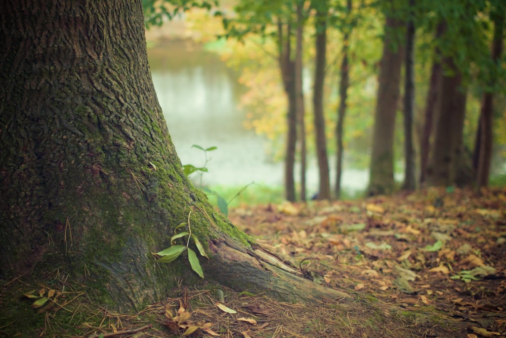 A Misconception About Lumberjacks A Misconception About Lumberjacks