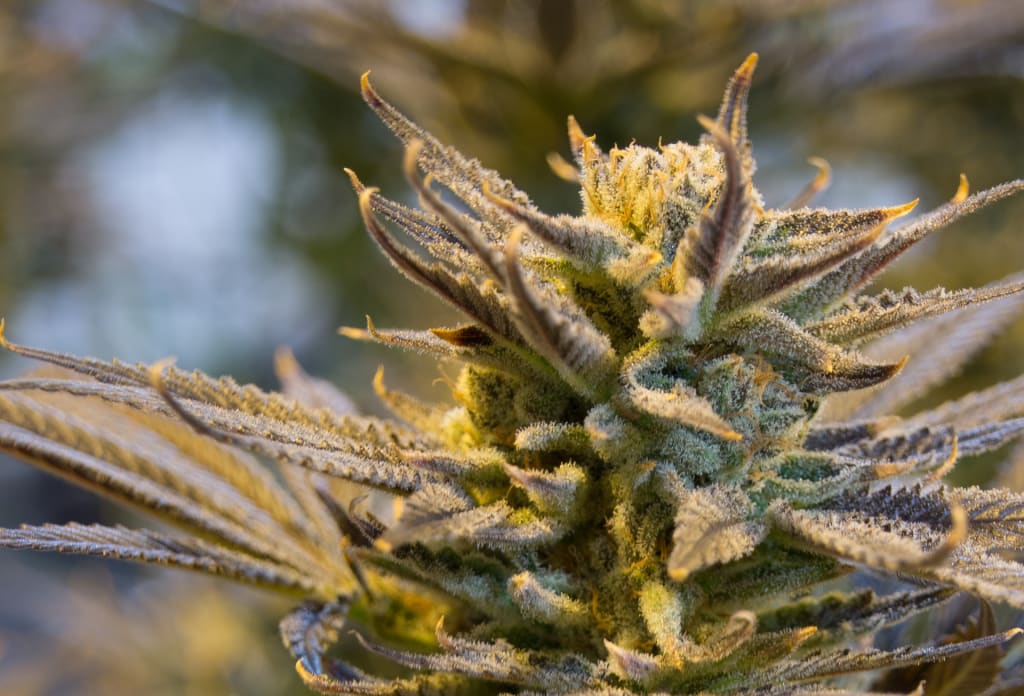 The Marijuana Aficionado's Guide to a Pot-Friendly Vacation The Marijuana Aficionado's Guide to a Pot-Friendly Vacation