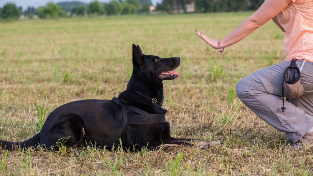 BLUEISLAND Dog Training Collar BLUEISLAND Dog Training Collar