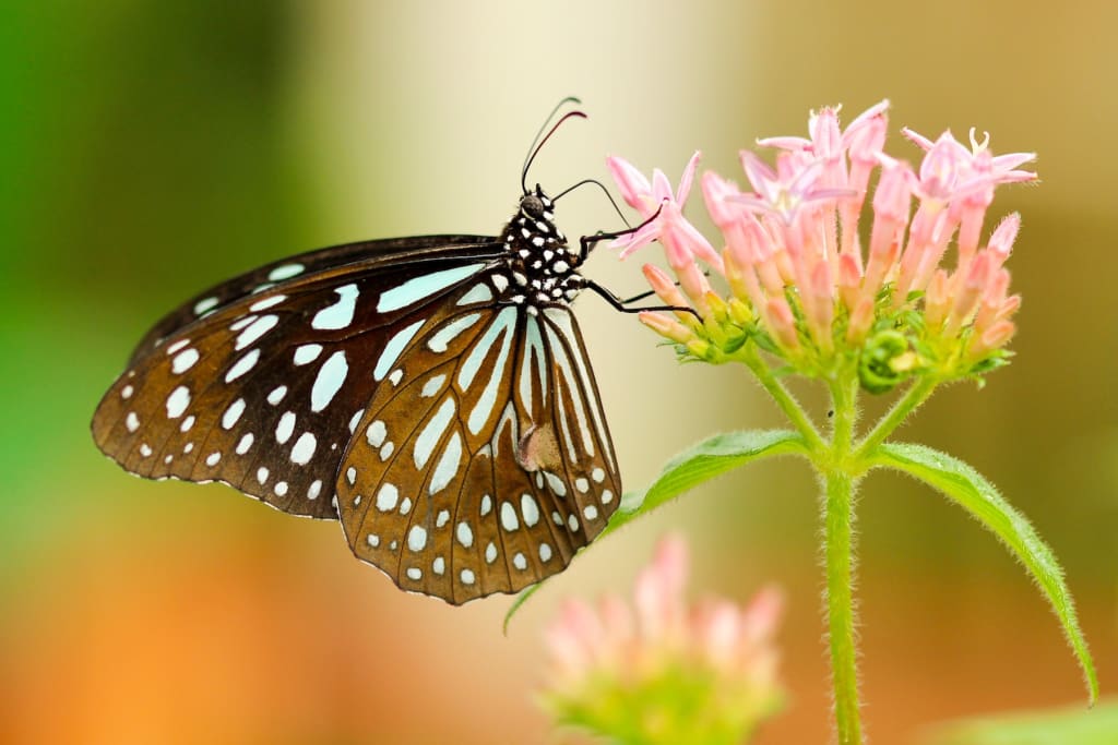 Best Animal Documentaries on Netflix Best Animal Documentaries on Netflix