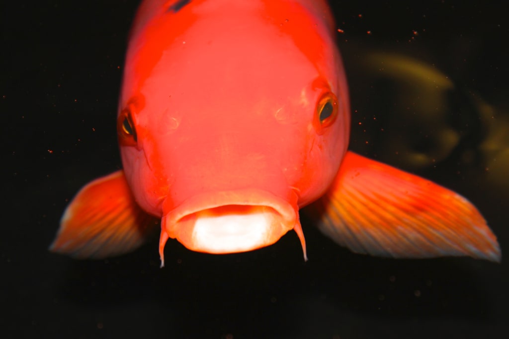 Fishes in the Sky Fishes in the Sky