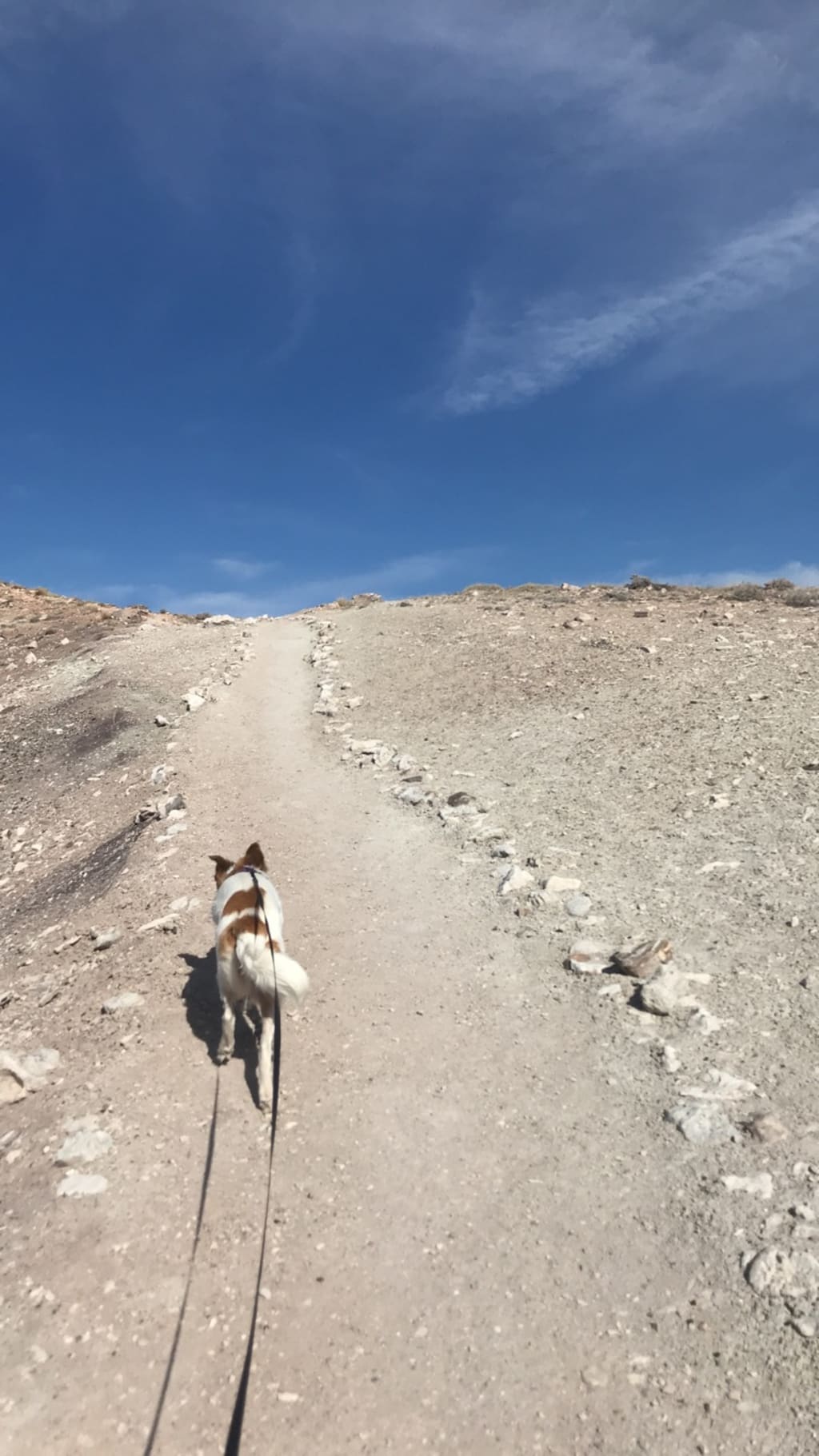 Lessons Learned Traveling with a Dog Lessons Learned Traveling with a Dog