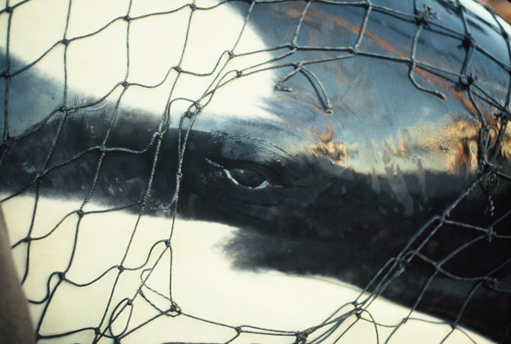 A Puget Sound Orca in Captivity A Puget Sound Orca in Captivity