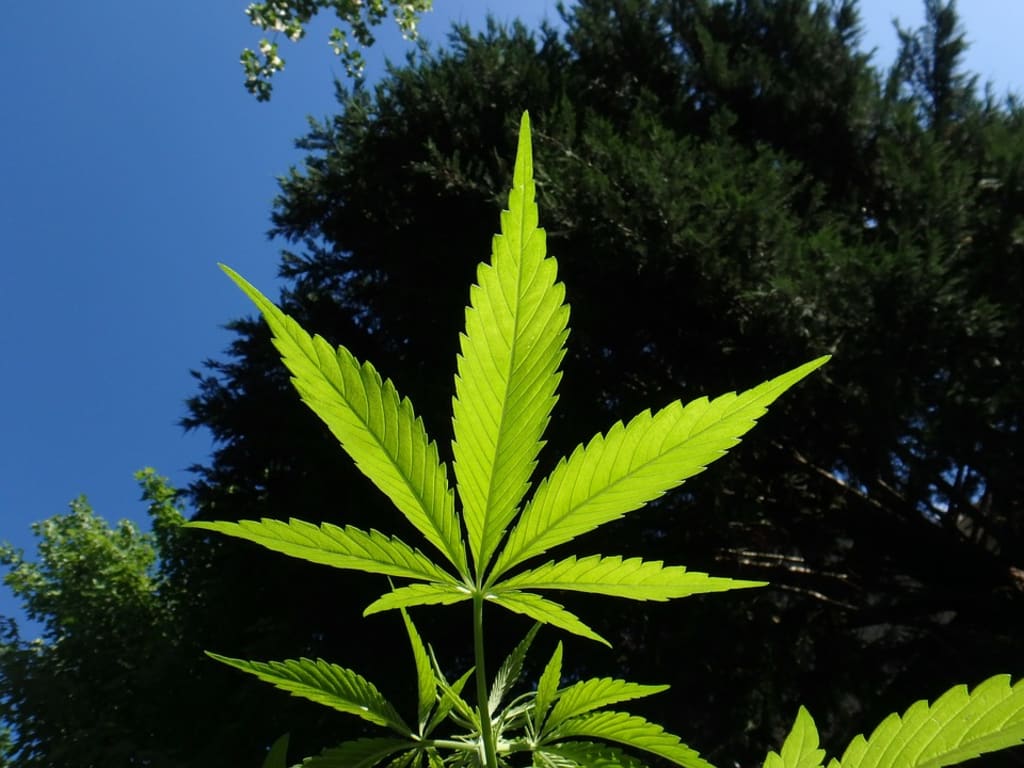 A Guide to Cannabis Stock A Guide to Cannabis Stock