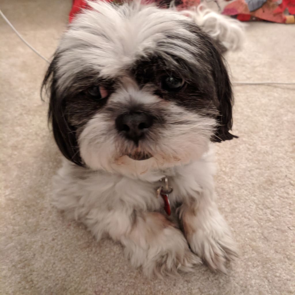 5 Benefits of Being a Dog-Sitter Instead of Owning Your Own Dog 5 Benefits of Being a Dog-Sitter Instead of Owning Your Own Dog