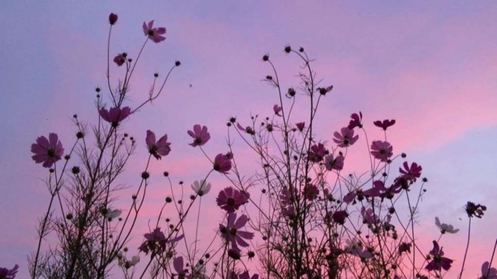 I Dreamt You Were a Poem I Dreamt You Were a Poem
