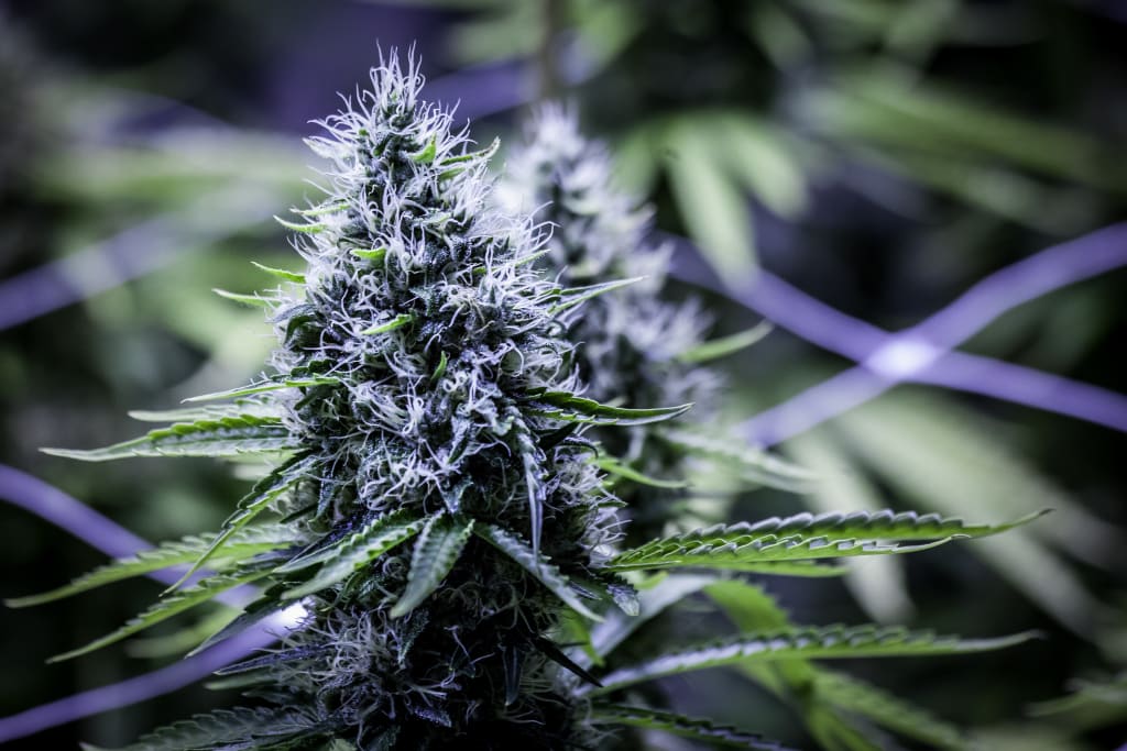 Cannabis Security Compliance Blog - Seed To Sale Security