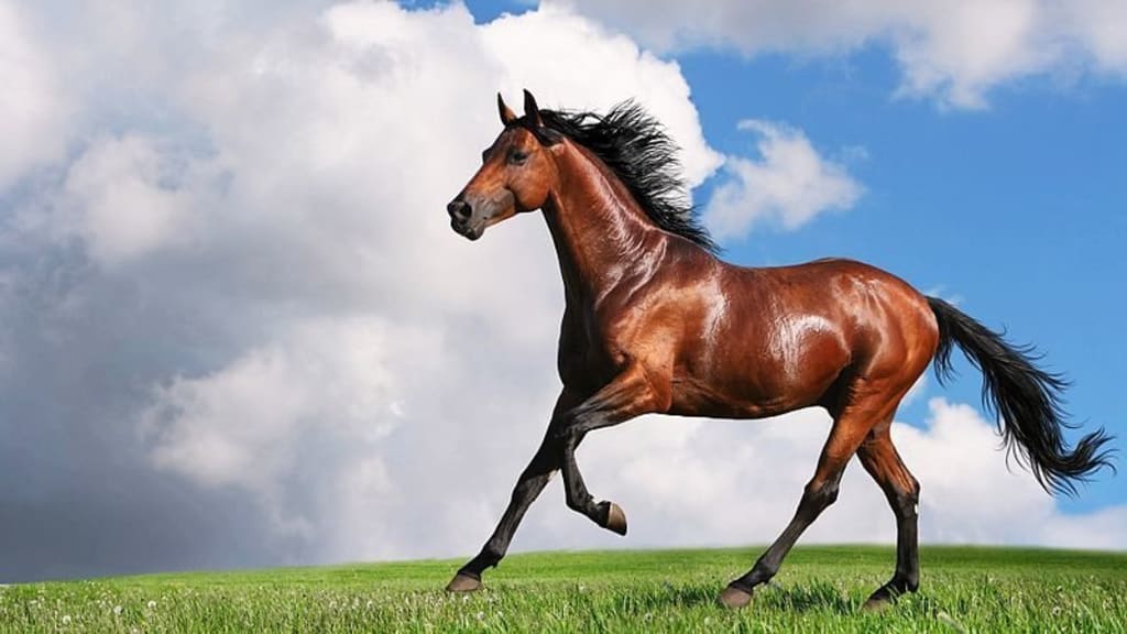 Cool Summer Treats for Your Horses! Cool Summer Treats for Your Horses!