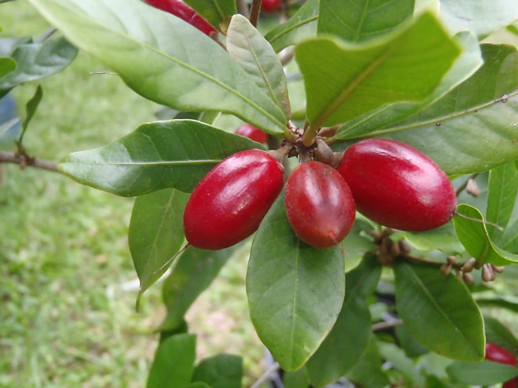 This West African Berry Alters Taste-Buds! This West African Berry Alters Taste-Buds!