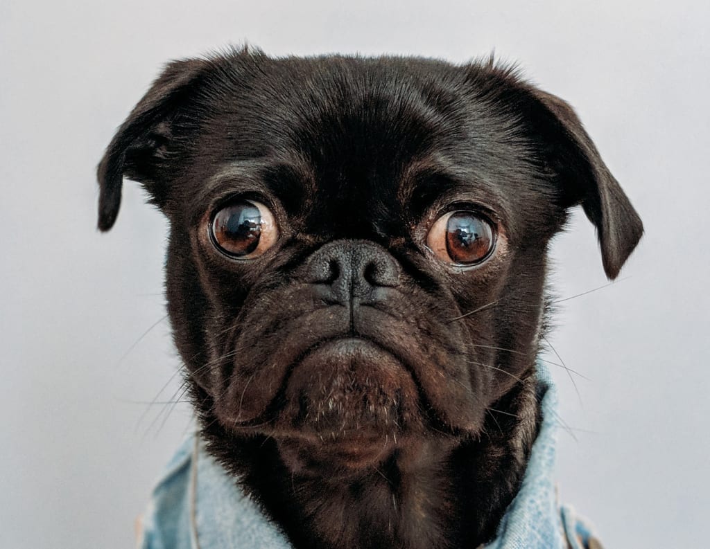 10 Adorable Pet Calendars You Need to Buy 10 Adorable Pet Calendars You Need to Buy