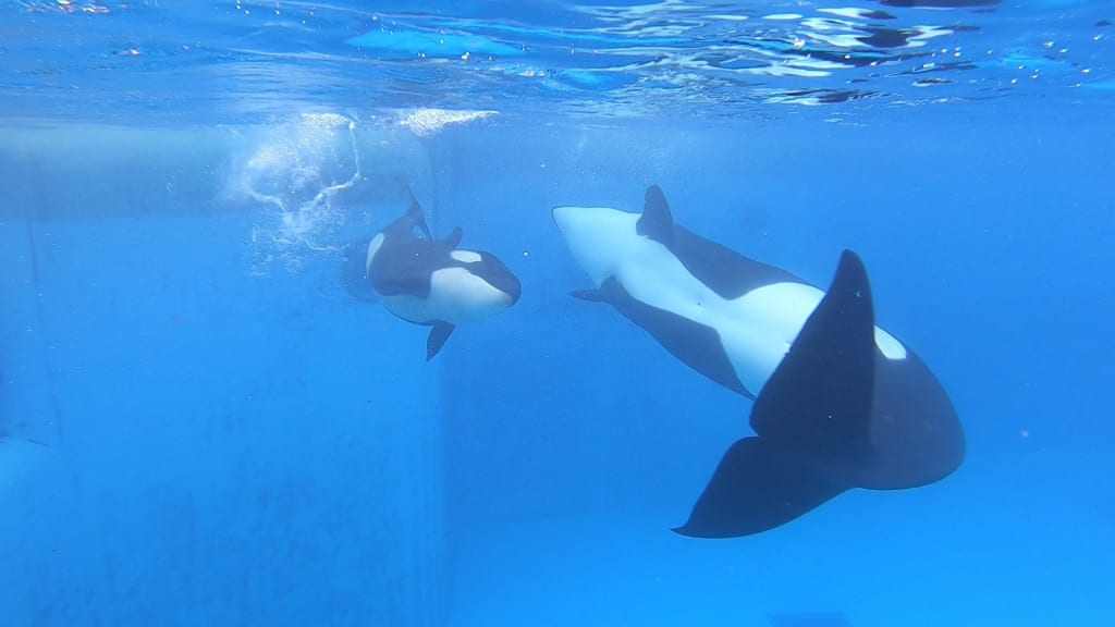 Loro Parque Shares an Update on Ula, Debunks Extremist Claims Loro Parque Shares an Update on Ula, Debunks Extremist Claims