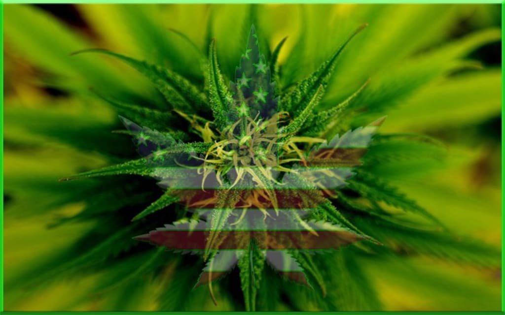 The History of Marijuana in the United States The History of Marijuana in the United States