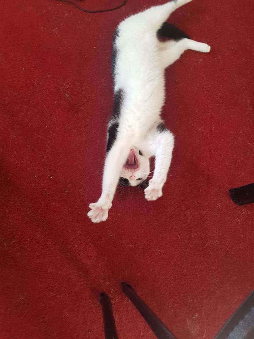 Cats Matter Cats Matter