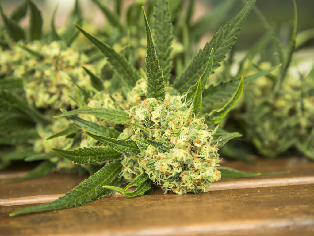 How to Know When It's Time to Harvest Your Weed How to Know When It's Time to Harvest Your Weed