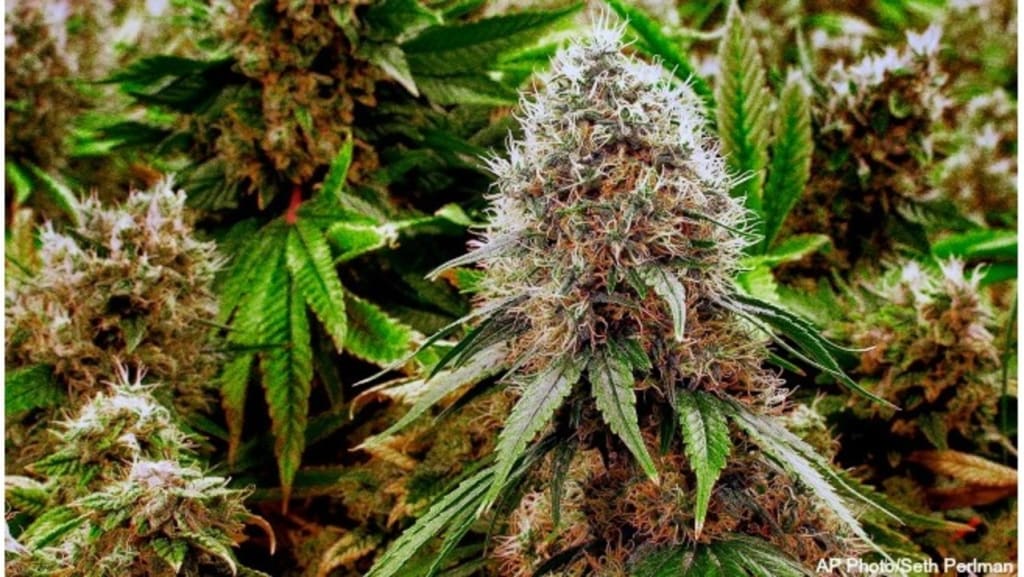 Cannabis Legalization Cannabis Legalization