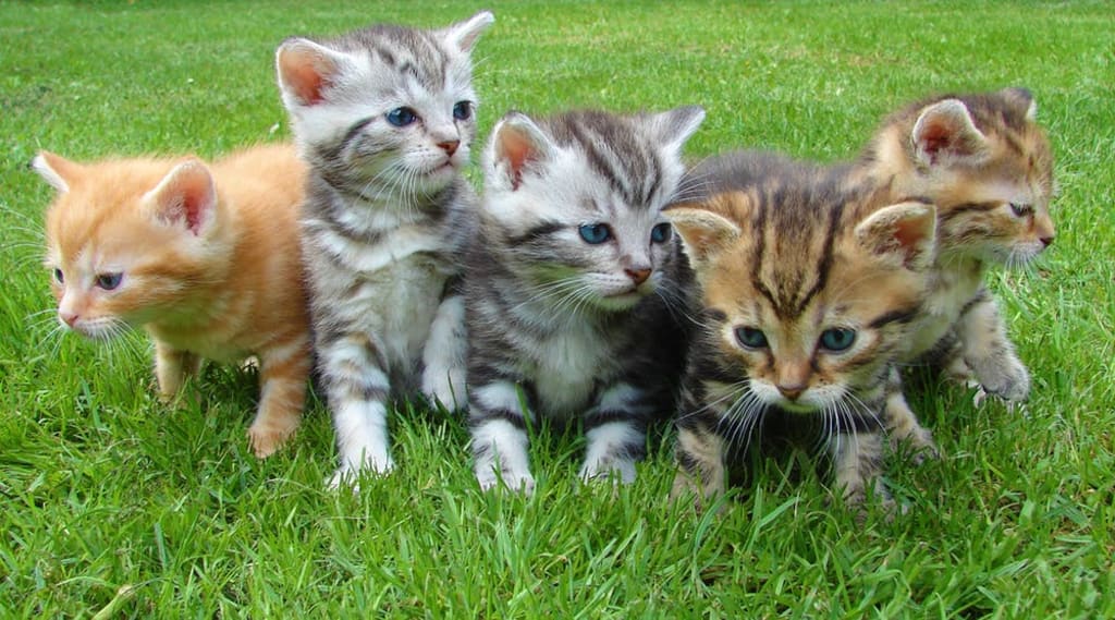 Eight Animals That Are Not Home-Friendly Eight Animals That Are Not Home-Friendly