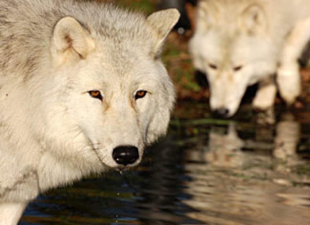 UK Wolf Conservation Trust Closes Its Doors UK Wolf Conservation Trust Closes Its Doors