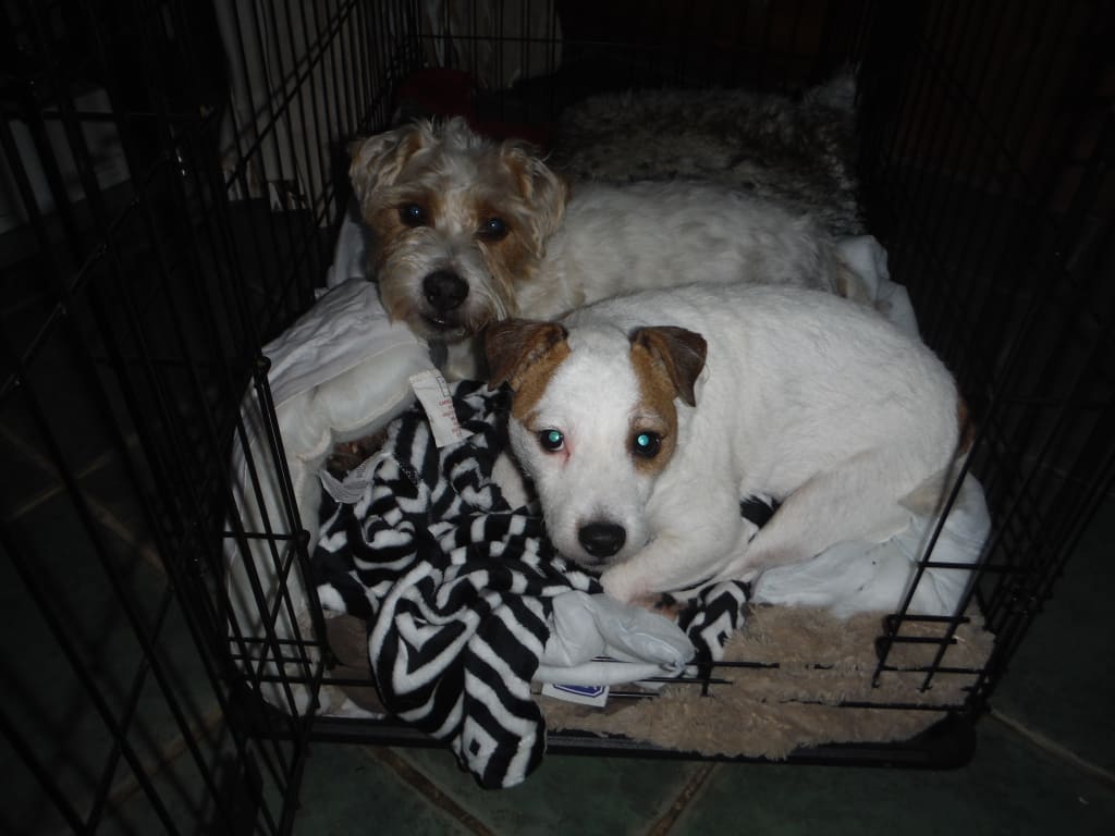 The View from the Dog House (Pt. 14) The View from the Dog House (Pt. 14)