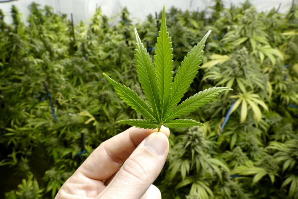Bud for My Buds Bud for My Buds