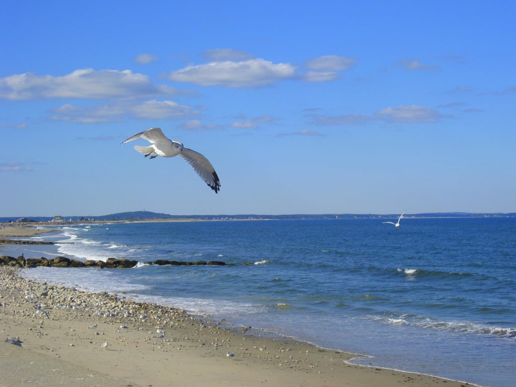 Majestically Free Majestically Free
