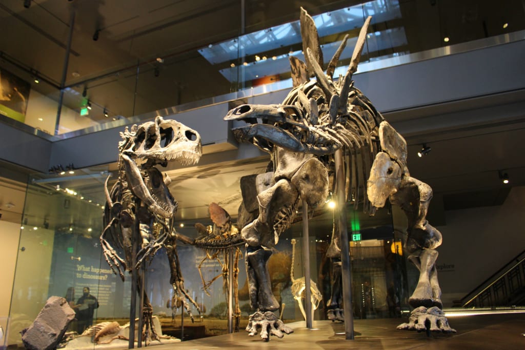 The Dead Zoo: Stegosaurus The Dead Zoo: Stegosaurus