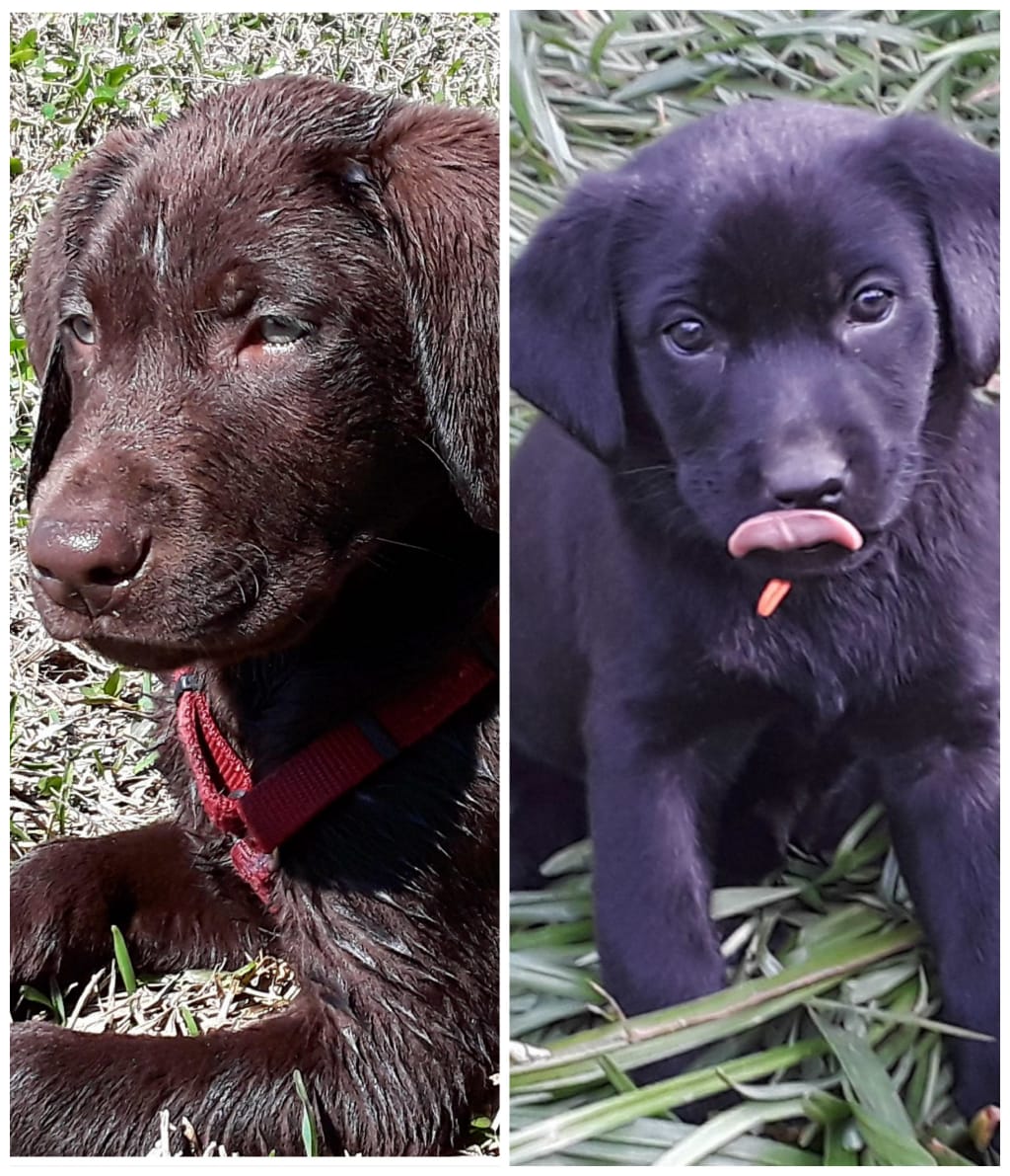 You May Call It Puppy Love You May Call It Puppy Love