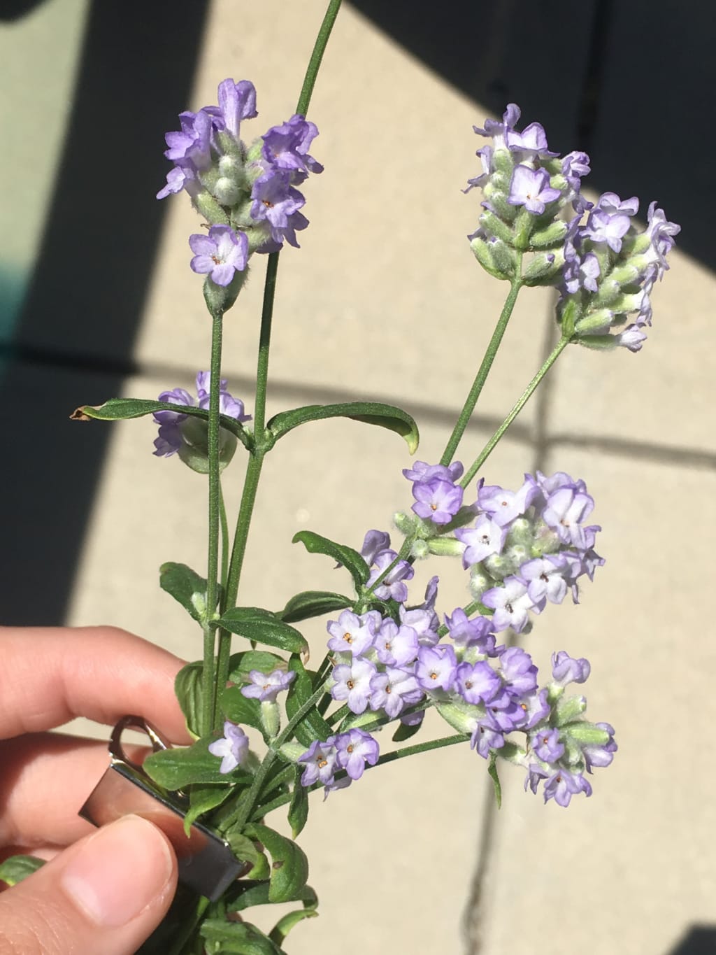 Click and Grow Update: Lavender! Click and Grow Update: Lavender!