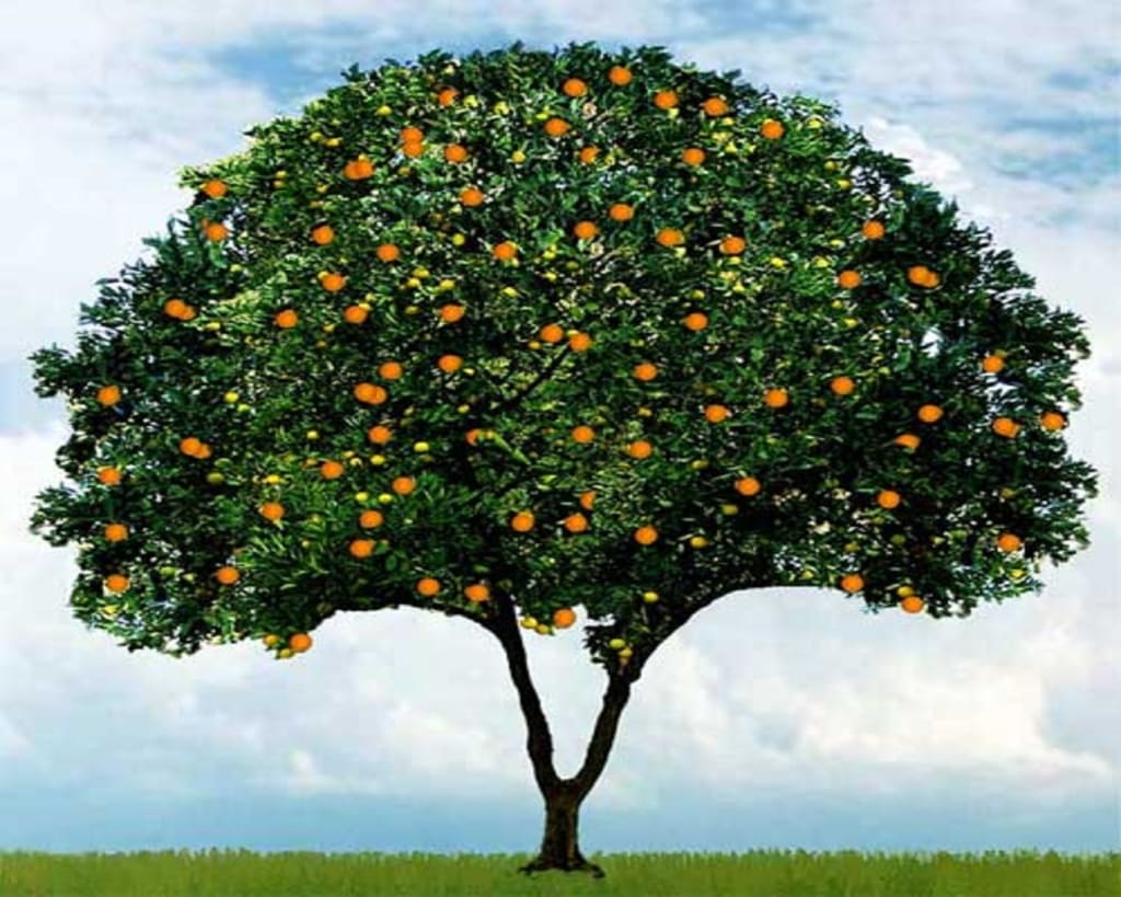 Tree Tree